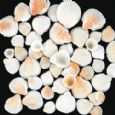 Sea Shells